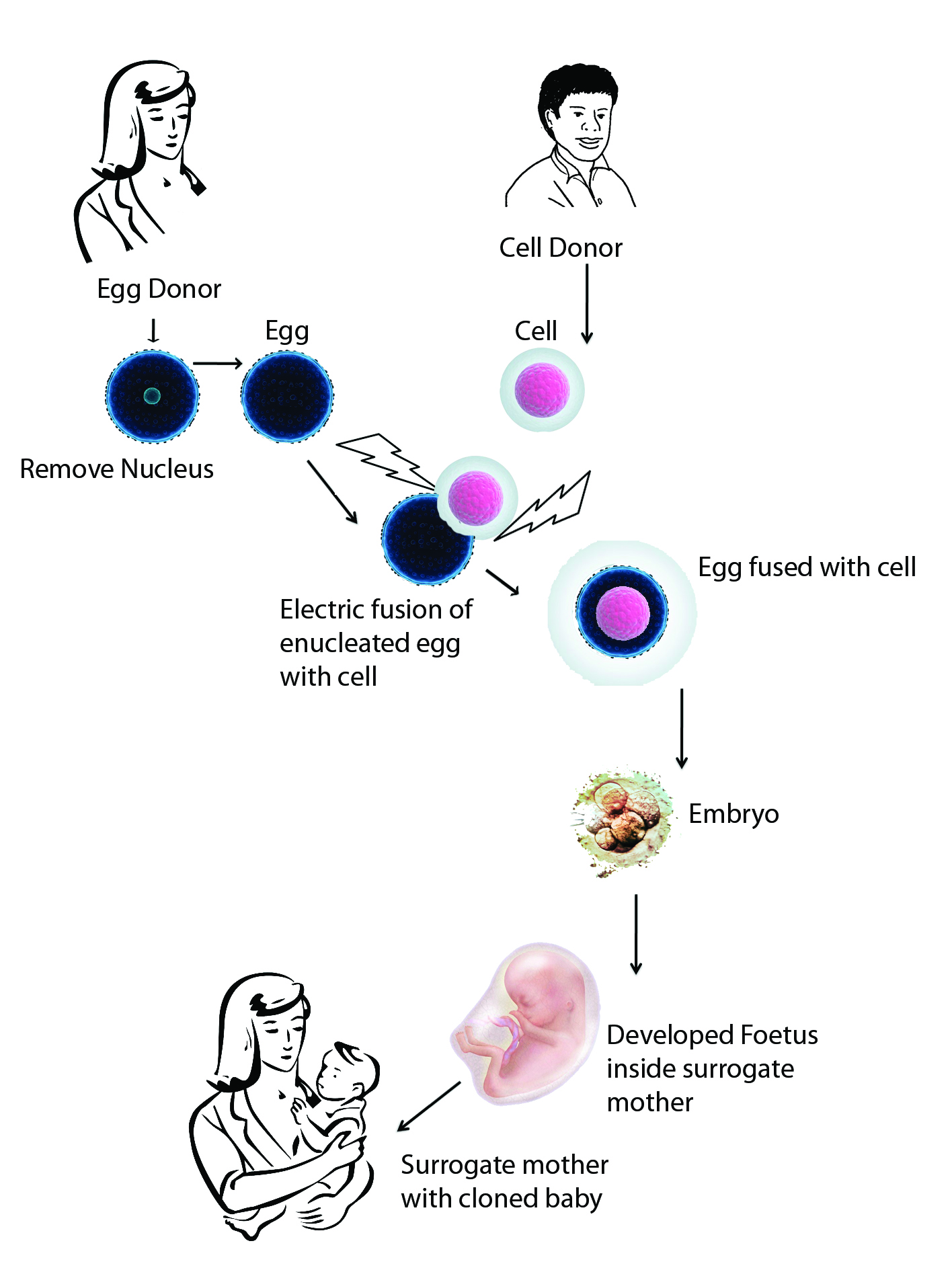 research cloning in human